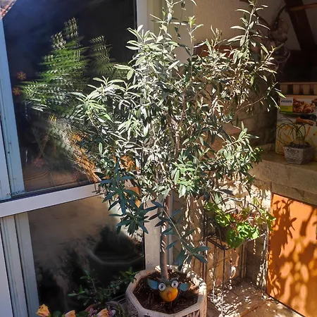 студио в центъра на стария Nesebar